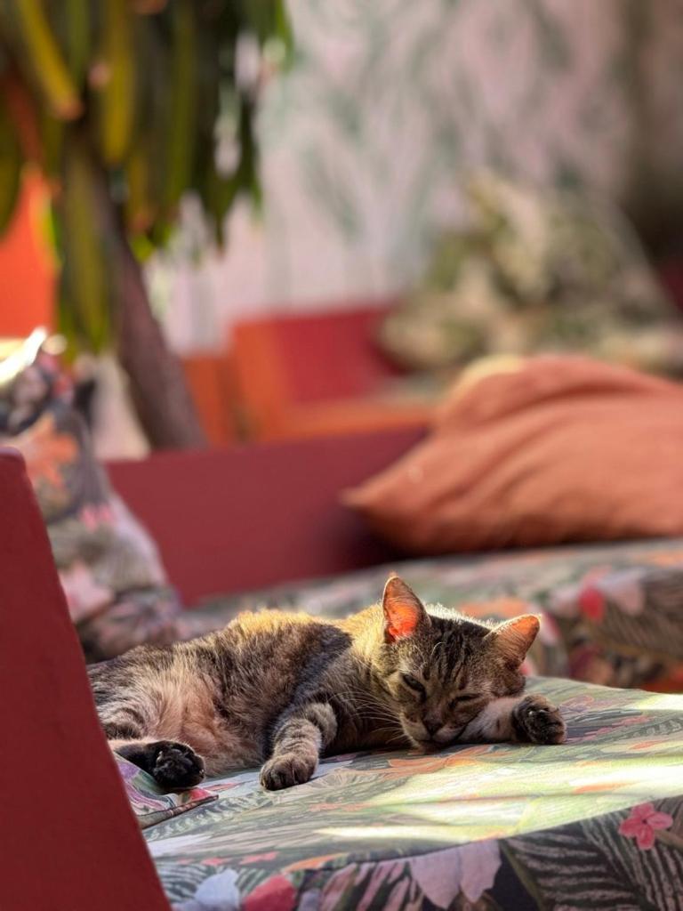 Mais Que Nada Itacare - Hostel, Bar & Breakfast Экстерьер фото
